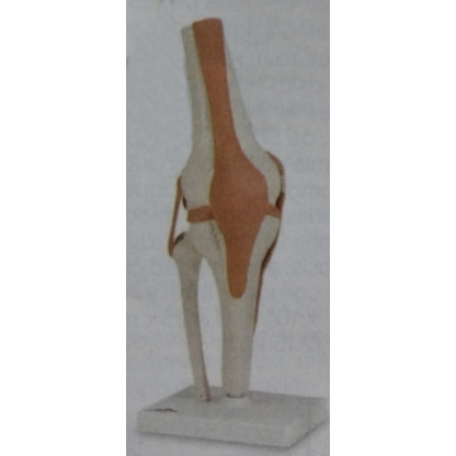 Modelo De Rodilla Funcional...